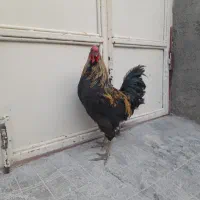 سلام خروس لاری افغانی ۷ماهه