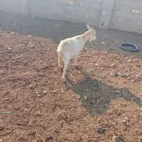 بز سانن جوان دوم شکم