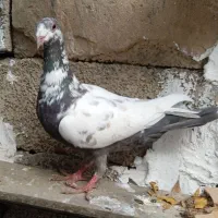 سار|پرنده|آزادشهر, |دیوار