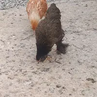 برهما