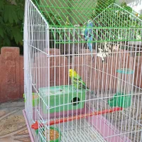مرغ عشق و قفس