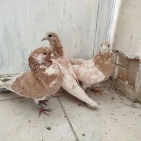 تهرانی زوردار