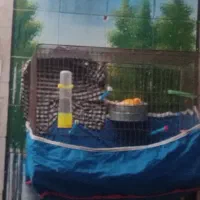 سهره سرسیاه مست رام