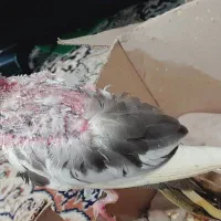 جوجه عروس ابلغ لوتینو|پرنده|زابل, |دیوار