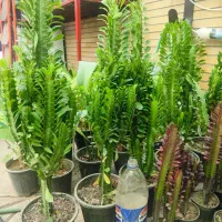 انواع، فیکوس، کاکتوس