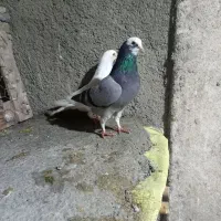 کبوتر|پرنده|آق قلا, |دیوار