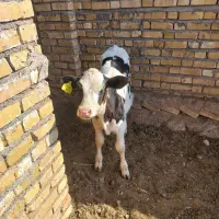 گوساله ماده صنعتی