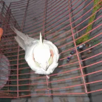 عروس هلندی