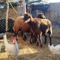 میش و بره ماده بز|حیوانات مزرعه|نیشابور, فخریه|دیوار