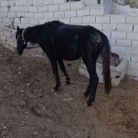 کره اسب نر یک سال ونیم|حیوانات مزرعه|رامیان, |دیوار