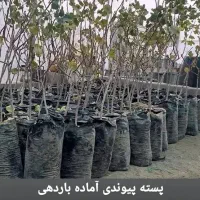 بدون واسطه و مستقیم از نهالستان بخرید