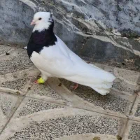 طوقی سیاه ماده