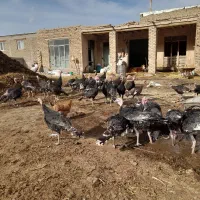 بوقلمون نر|حیوانات مزرعه|خوی, |دیوار