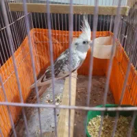 یک جفت عروس هلندی جوان آلبنو دوکت|پرنده|تهران, سازمان برنامه جنوبی|دیوار