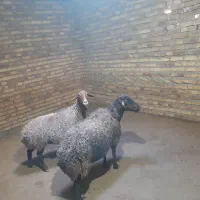 دوراس گوسفندجوان آبستن