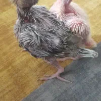 جوجه عروس هلندی سرلاکی|پرنده|خمینی‌شهر, |دیوار