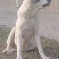 تخفیف خورد قیمتش 15