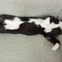 واگذاری گربه رایگان