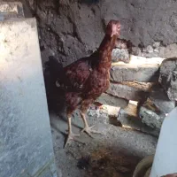 مرغ لاری و دورگ|حیوانات مزرعه|رامیان, |دیوار