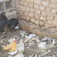 مرغ طاقچه خروس گلین تخم گذار زیر مرغی|حیوانات مزرعه|رضویه, |دیوار