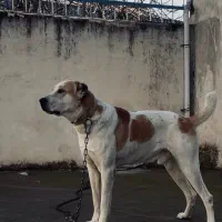 فروش سگ آلابای ترکمن