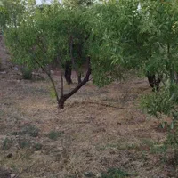 فروش زمین ۸۰۰ متری در شهرکرد شوراب صغیر|فروش زمین و ملک کلنگی|شاهین‌شهر, پاسداران|دیوار