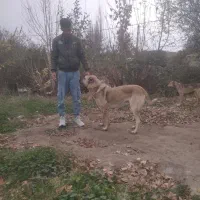 سگ سرابی نر