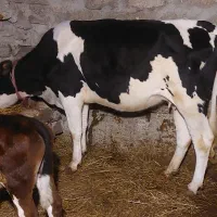 گاو گوساله دامازلخ