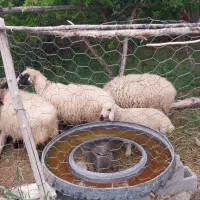 ۳عددمیش و۲عددبره  ویک عددعروس هلندی بفروش میرسد