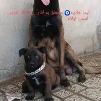 توله مالینویز گریدA