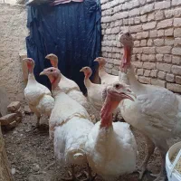 بوقلمون