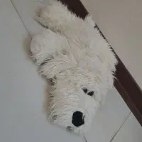 عروسک|اسباب‌‌بازی|نیشابور, سرآب کوشک|دیوار