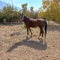 اسب دره شوری