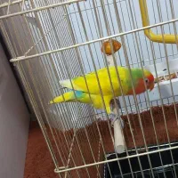 طوطی برزیلی