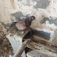 دو عدد نر تاپ|پرنده|کرخه, |دیوار