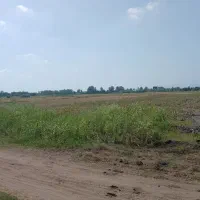 زمین کشاورزی برنج کاری ۳۰۰۰ متر در روستای  دستک|فروش زمین و ملک کلنگی|کیاشهر, |دیوار