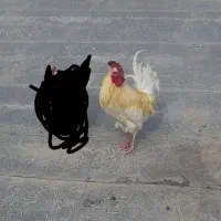 خروس