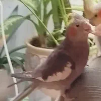 جوجه عروس هلندی گمشده در شهرک یاسین ( 12)درخ جهاد