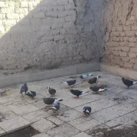 کبوتر پلنگ