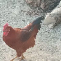 خروس|حیوانات مزرعه|دینور, |دیوار