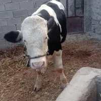 گوساله نر