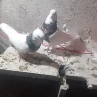 سرور کلفه جفت تخم هم گذاشته سیاه کلفه مثل خروس|پرنده|اردبیل, |دیوار