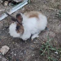 خرگوش لوپ وساده۸عدد یکجا