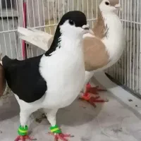 1جفت کفتر