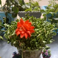 سبزه برای هدیه یلدا|صنایع دستی و سایر لوازم تزئینی|ملایر, |دیوار