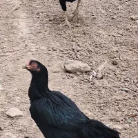 خروس اصیل لاری افغان