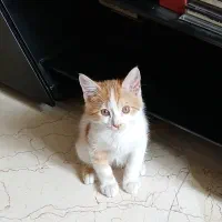 پیشی‌ ۴ ماهه dsh