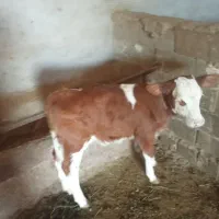 گوساله سمینتال