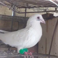 کبوتر نر|پرنده|اهواز, اسلام آباد شرقی|دیوار