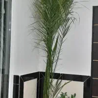 نخل خرمای زیبا|گل و گیاه طبیعی|مریوان, |دیوار